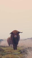 Highland cattle walking in the fog video