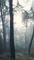 A misty forest with trees and grass video
