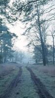 A dirt road in the fog with trees and grass video