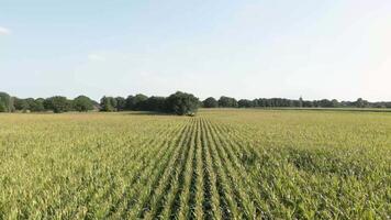 A field of green wheat with trees in the background video