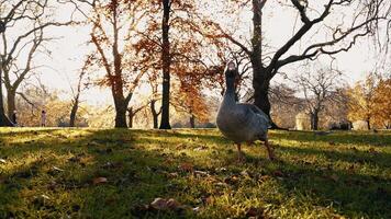 Goose And Squirrel Together In The Park video