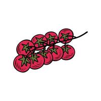 Branch of tomato. Good for cookbook or menu, packaging, stickers, advertising. line drawing vector