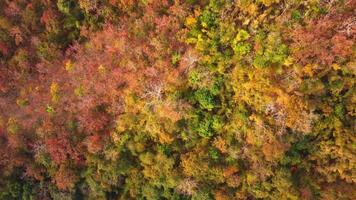 Aerial top down view of autumn tropical forest with green and yellow trees. Colorful autumn forest in Thailand from above. video