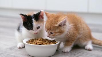 Two cute kittens eating food from a bowl on the floor video