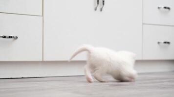 Cute kitten playing with a ball video