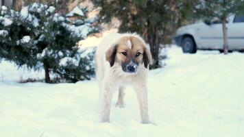 cute dog on a walk on a sunny winter day video