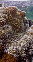 Underwater ocean scene with shrimp, anemone and clown fish, close up video