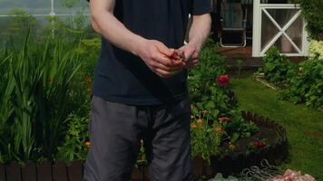 Cook marinating fresh pork in a vibrant backyard garden, skillfully adding spices and preparing skewers for an exciting summer barbecue party with friends and family video