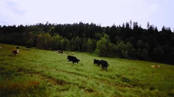 Close up of black cows with calves on green grass background. Orbital motion around cows on pasture in mountains. Aerial view video