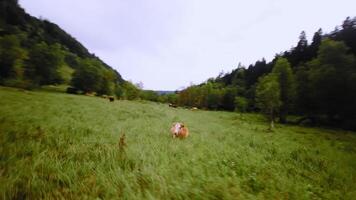 Close up of a brown cow lying on green grass. Orbital motion around a brown cow on a pasture in the mountains. Aerial view video