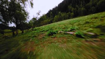 Low drone flight over pasture with cows in summer in mountain valley. Aerial view of herd of cows at speed past mountain river. View from fpv quadcopter video