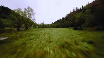 Low drone flight over pasture with cows in summer in mountain valley. Aerial view of herd of cows at speed past. View from fpv quadcopter video