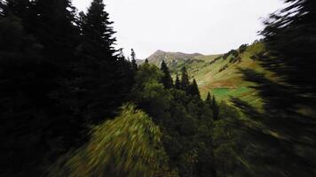 Natural green trees in mountain gorge, highland stone valley with cloudy sky, aerial view. FPV sport drone, dynamic shooting. Close flight between pine tree tops video