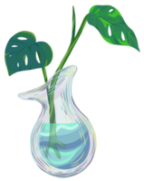 monstera obliqua dentro uma Panela png