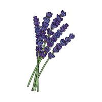 Colorful Illustration of Lavender Flowers Isolated on White Background vector