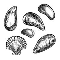A set of marine elements, pebbles, mussels and scallops. graphic illustrations made by hand. Clip art black and white images of marine objects. Isolates. Perfect for packaging, labels and more. vector
