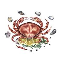 Crab with lemon and herbs surrounded by pebbles and shells. Handmade watercolor illustration. A color image of a seafood dish. Separate from the background. For menus, recipe books, packages. vector