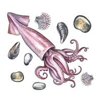 Sea squid, shells and pebbles. A hand-drawn watercolor illustration. Color image of marine objects. Separate from the background. Perfect for menus, recipe books, packages, labels, and more. vector