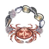Crab surrounded by pebbles and shells. A hand-drawn watercolor illustration. A color image of a frame with marine elements. Perfect for posters, packages, labels, banners and more. vector