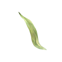 Corn plant green leaves or husks and fibers from the maize cob. Watercolor botanical elements set. Realistic Hand drawn illustration isolated from background. residues from harvesting of grain crops png