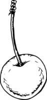 Elegant ink sketch of a single cherry with a stem, drawn in monochrome style. Perfect for recipe designs, food labels, packaging, and decorative elements for cards, prints, and creative projects vector