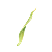 Corn plant green leaves or husks from the maize cob. Watercolor botanical elements set. Realistic Hand drawn illustration isolated from background. residues from harvesting of grain crops png