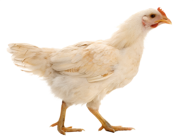 White chicken standing on a transparent background png