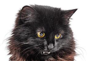 Black kitten with long fur isolated on white. Cat photo