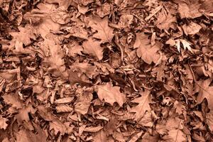 Mocha Mousse - color of the year 2025. autumn leaves texture, top viw flat lay photo