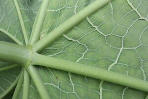 Papaya Leaf Underside Structure Details, papaya leaf, macro photo