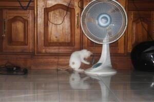 kitten playing with a fan, pet kitten photo
