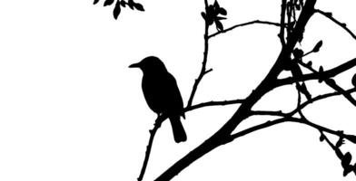 Silhouette of a bird on a branch vector