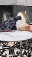 Pigeon enjoys snack from hand in urban cafe setting video