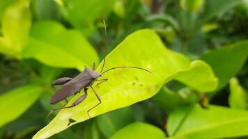 A macro shot of a brown bug - perched on a vibrant green leaf video