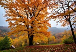 A tree with orange leaves photo