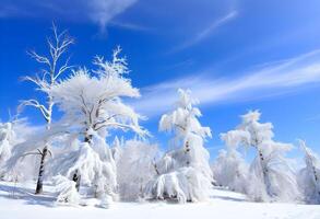 Frosty trees in the winter landscape photo