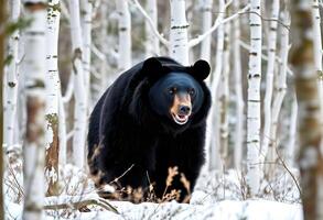 A black bear walking through a snowy forest photo