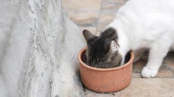 Cat enjoying meal from bowl in outdoor setting video