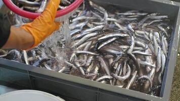 Fresh fish preparation at a local market in Japan video