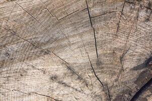 Rustic Wooden Texture with Growth Rings and Cracked Surface pefrect for background texture photo