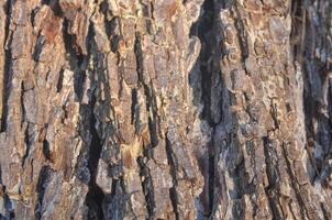 Rough Tree Bark Texture with Natural Cracks and Depth macro photogrphy textures background photo