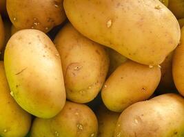 Fresh Yellow Potatoes Organic Farm Produce, banner copy , space photo