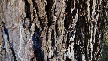Macro Photography of Tree Bark with Cracked and Textured Surface ,backgroud textured photo
