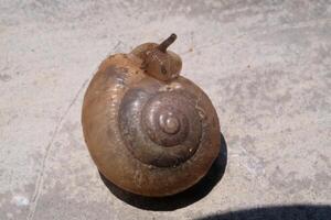 Macro shot of a snail with a spiral shell. A gastropod mollusk animal walks along a cement wall under the hot sunlight. Snail isolated on wall backgrounds. Negative Space photo