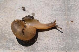 Macro shot of a small slimy snail with a spiral shell. A Mollusk animal walks along a cement wall under the hot sunlight. Snail isolated on wall backgrounds. Negative Space photo