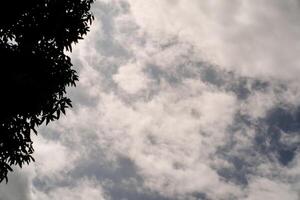 Landscape Backgrounds Blue sky covered with tree tops. One side shows a cloudy sky and the other side is covered by foliage. Low angle shot. Wallpapers Backgrounds. Negative Space. photo