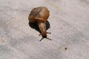 Macro shot of a small slimy snail with a spiral shell. A gastropod mollusk animal walks along a cement wall under the hot sunlight. Snail isolated on wall backgrounds. Negative Space photo