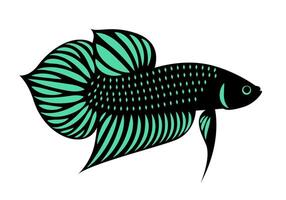 Beautiful Betta Fish Graphics vector