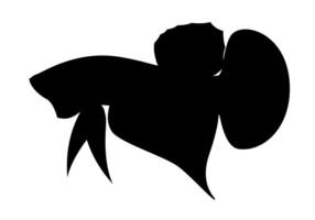 Graphics Betta Fish vector