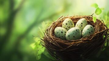 A bird nest with four eggs in it photo